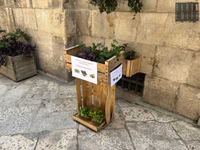 Contiene delle bottiglie di plastica tagliate a mo� di vaso e riempite di acqua...